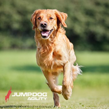 Jump Dog Agility - Cardio Runner